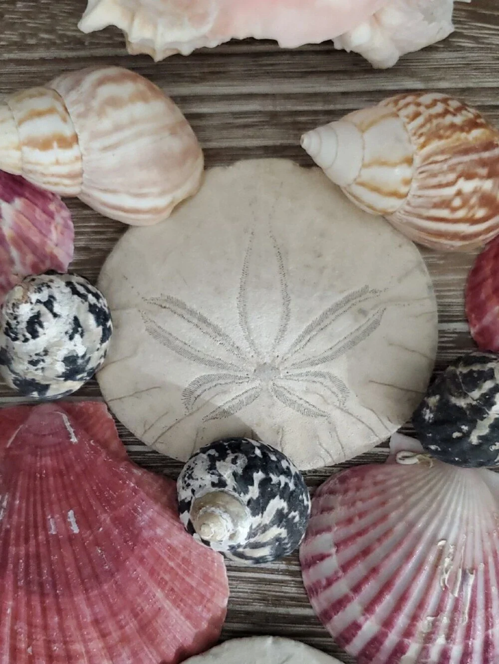 Natural Seashells Pink Murex Seashell Beach Coastal Decor Crafts Nautical